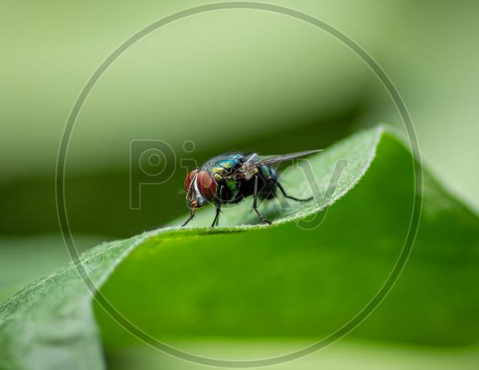 Housefly On A Green Leaf In The Garden Close Up Macro Photograph