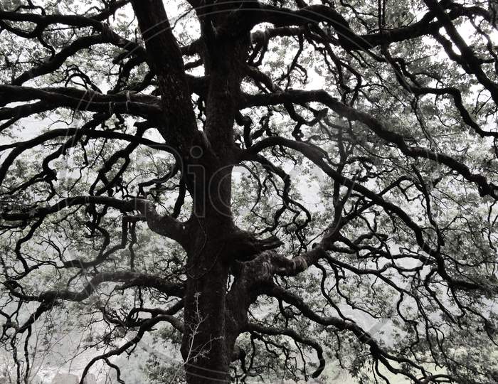 a ancient tree, way to yamunotri