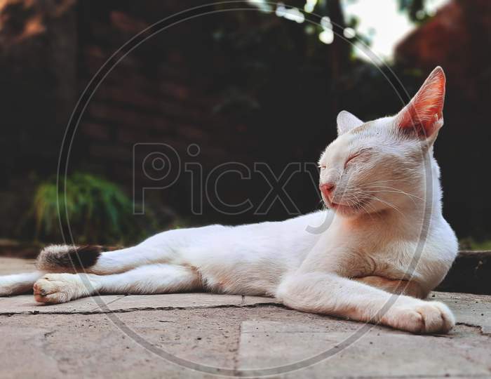 Animal, Cat, white cat