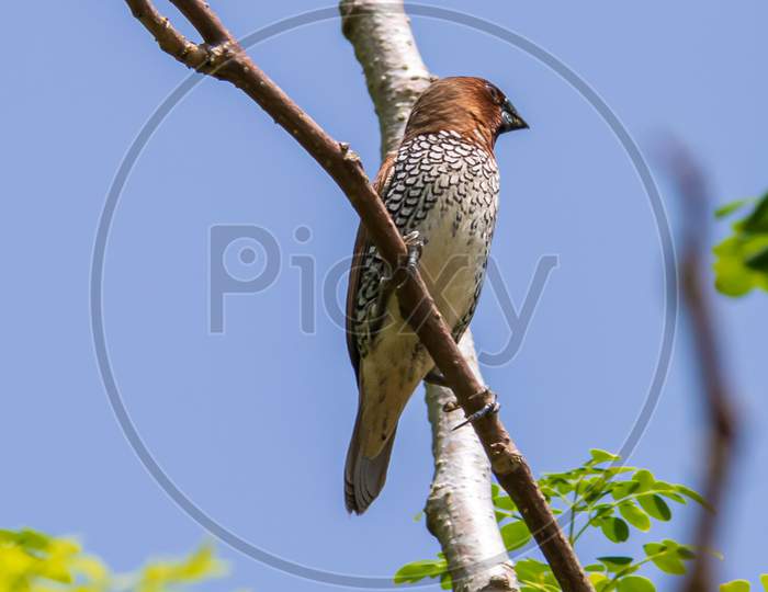 Spotted Munia Bird Looking Away Perched In A Tree Branch Against The Clear Blue Sky