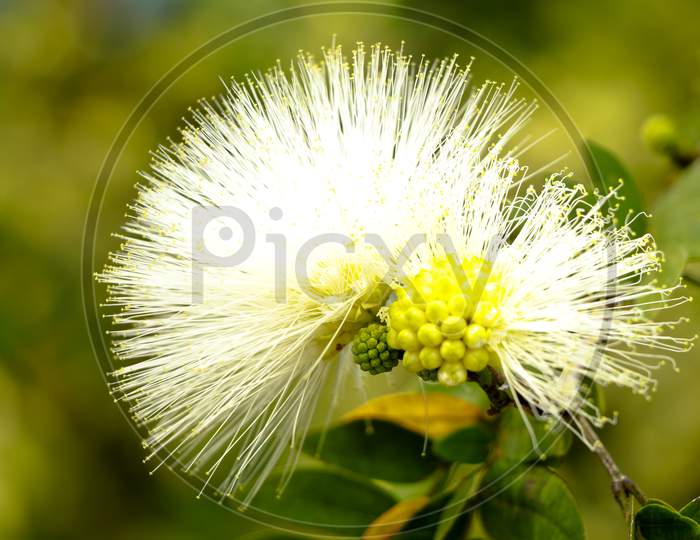 White Color Calliandra Haematocephala Or Powder Puff Flower In The Fabaceae Family