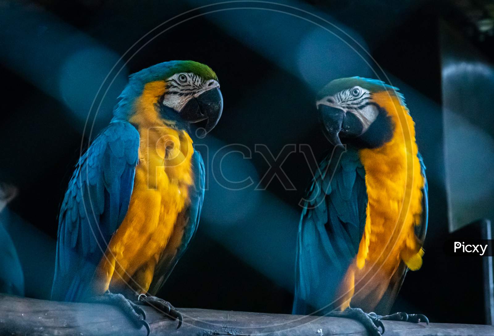 Blue Throated Macaw Pair Looking At Each Other In Dark Bird Cageblue Throated Macaw Pair Looking At Each Other In A Dark Birdcage