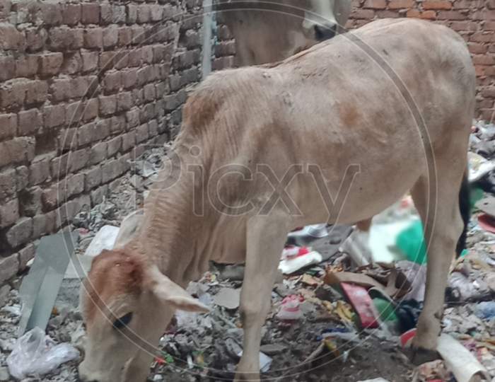 A Cow Eating Plastic, Polythene, Garbage etc...