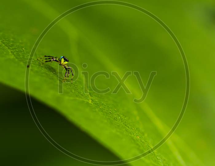 Small Yellow Spider Baby On A Green Leaf Close Up World Of The Macro Photograph