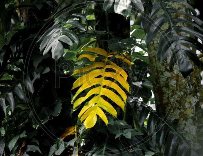 Big Yellow Leaf Standing Out From The Rest Of The Other Leaves In The Jungle.