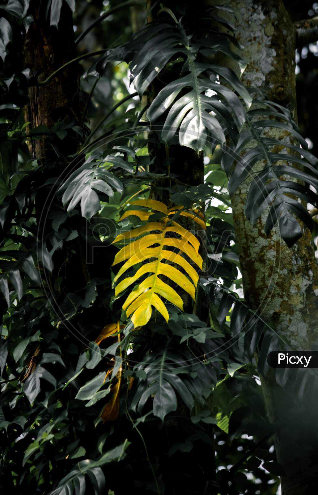 Big Yellow Leaf Standing Out From The Rest Of The Other Leaves In The Jungle.