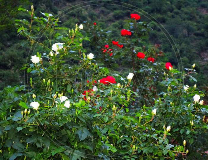 view of Himalayan rose