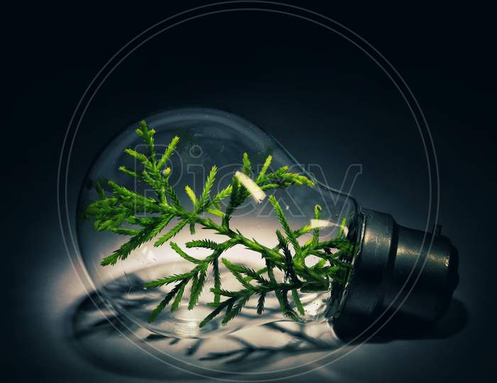 A small plant inside the glass bulb isolated with black background