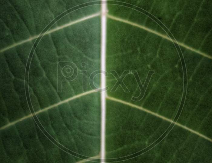 Very beautiful big green leaf picture
