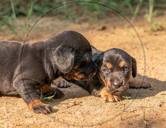 Dachshund Puppies Starting To Explore The World Around Them For The 1St Time, Evening Light Hit Their Faces, Siblings Love, Older Sibling Taking Care Of The Younger Sister,