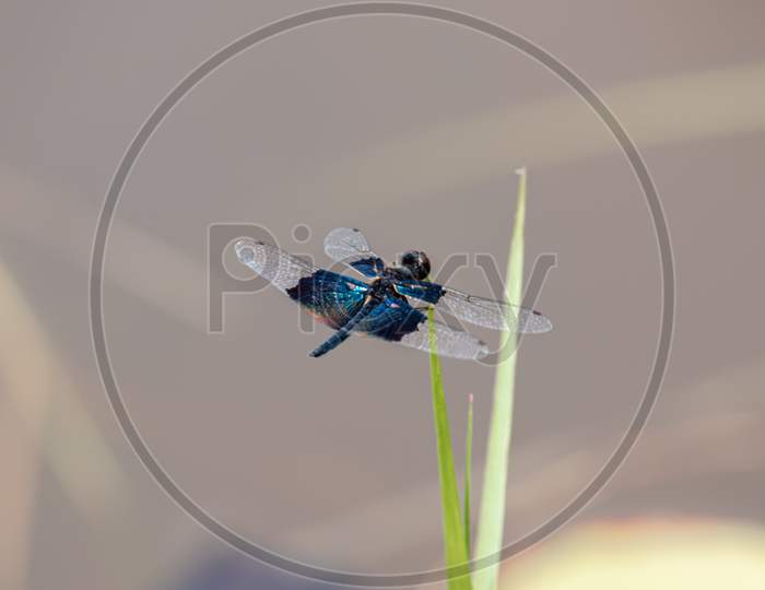 Dragonfly Perched On Top Of A Grass Leaf Against The Softer Background.