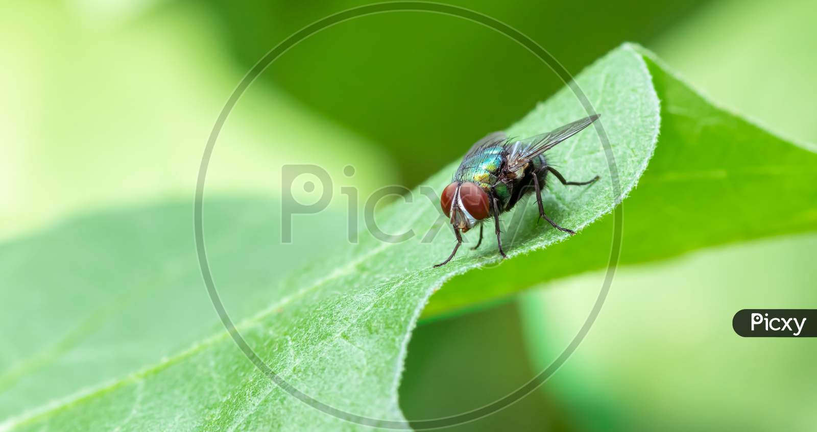 Common Housefly On A Green Leaf In The Garden Close Up Macro Photograph
