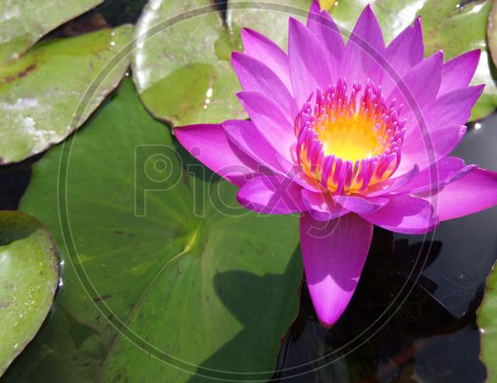 purple lotus with leaves