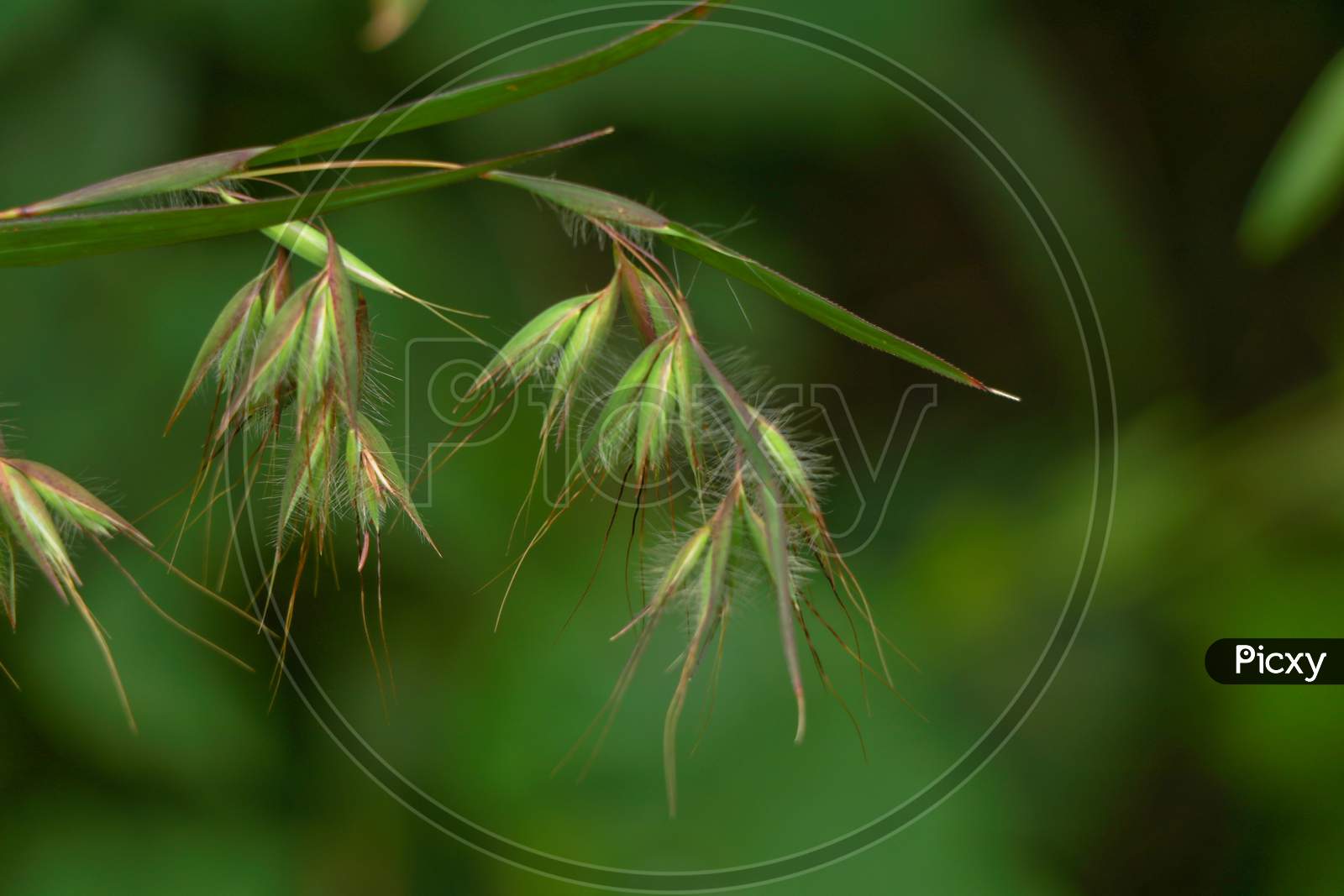 Beautiful Flowers Of A Wild Grass From Western Ghats