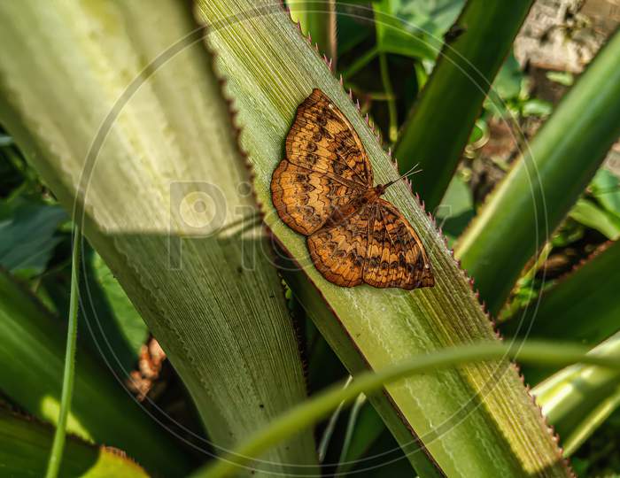 An orange butterfly with brown lines.