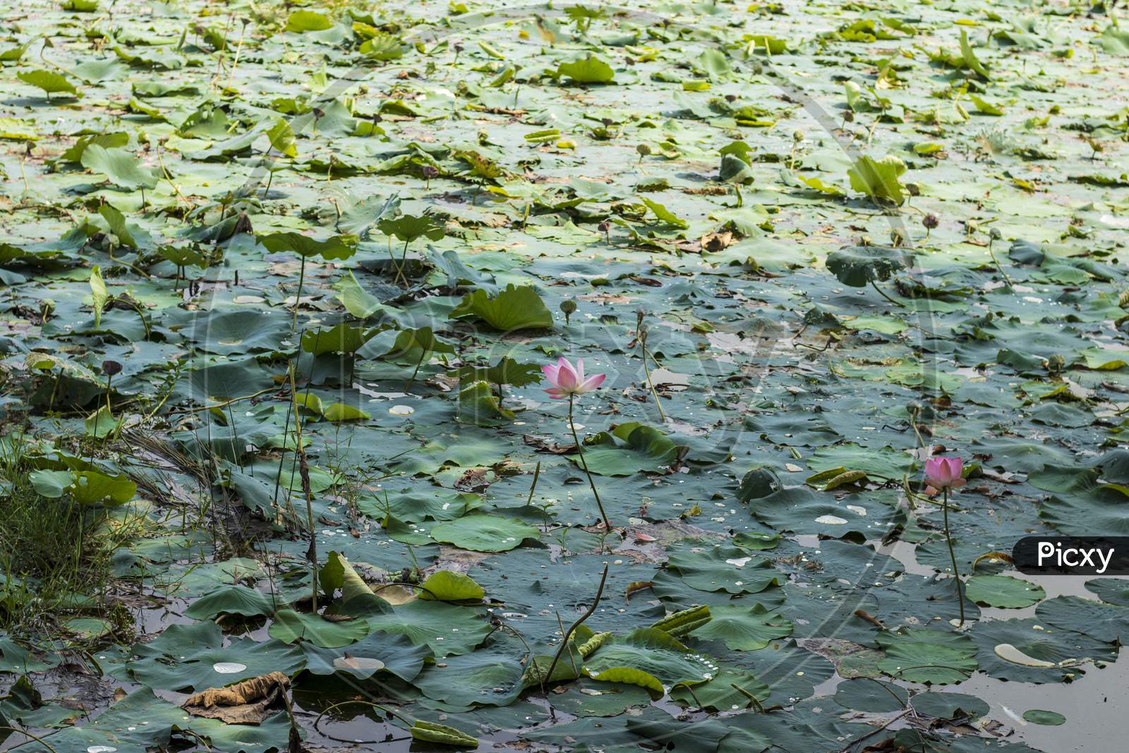 Green Leaf And Pink Flower Inside Lake Water