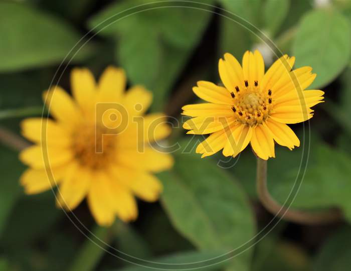 Beautiful yellow flower close up shot