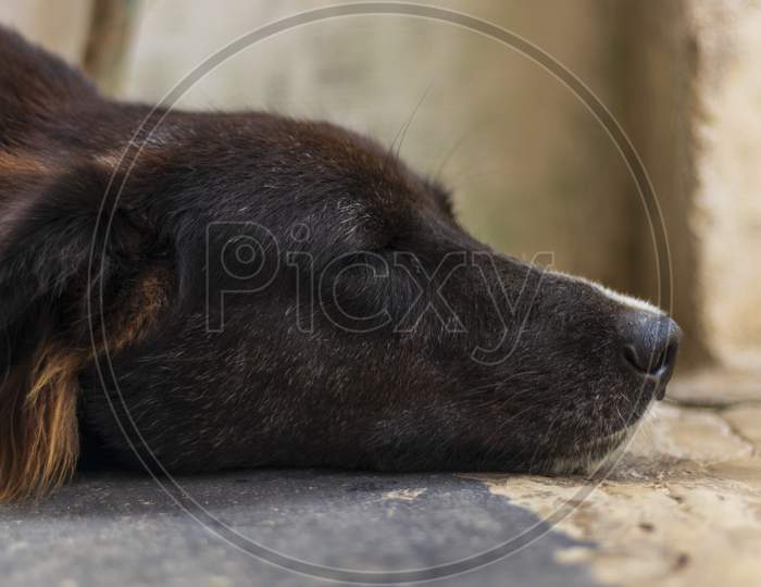 Black Dog Sleeping Wtih Closed Eyes