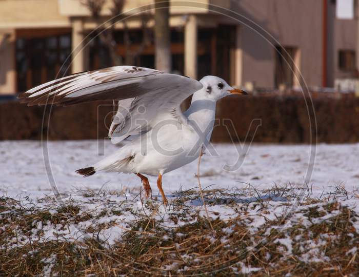 Small Seagull With Opened Wings On The Ground