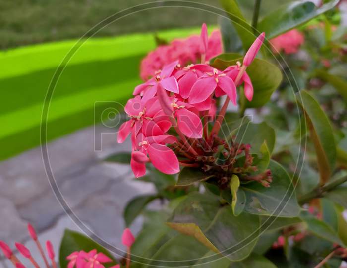 pink Crown  flower 202