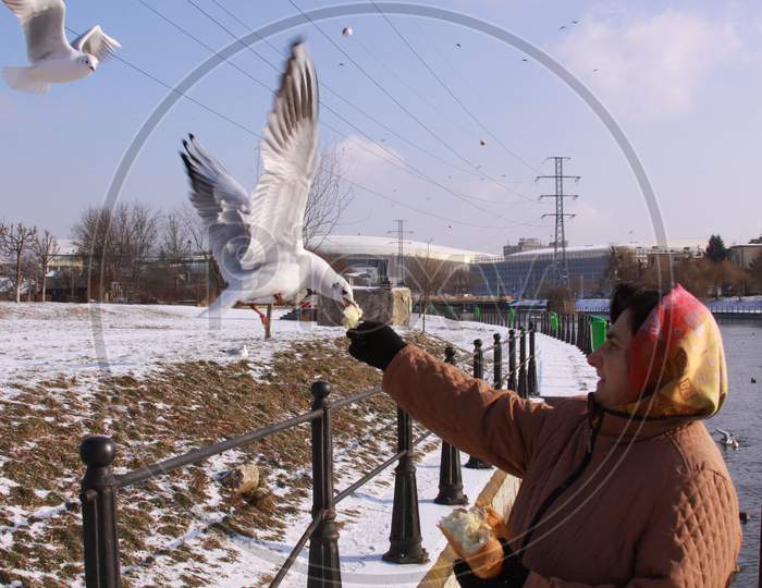 Black-Headed Gulls Taking Bread From Woman'S Hand