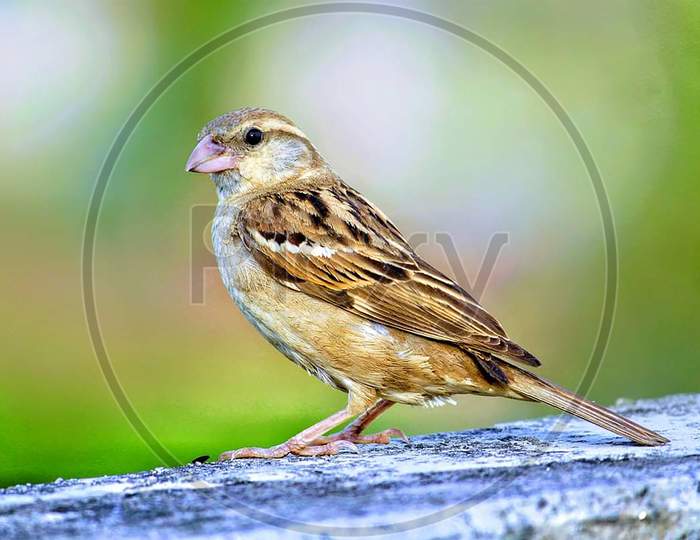 Beautiful house sparrow