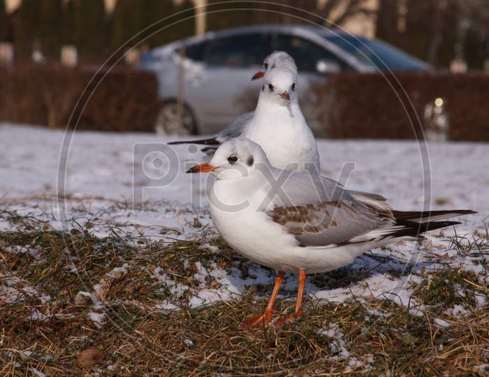 Black-Headed Gulls In Winter On River Bank On Snow