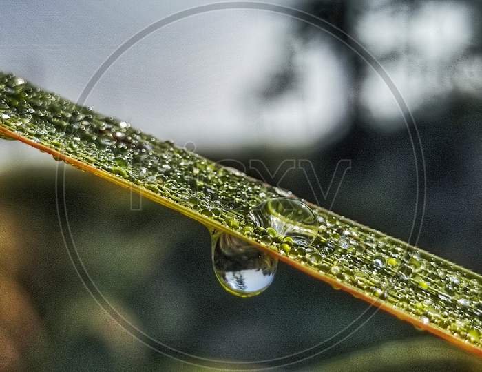 Awesome water drops on grass