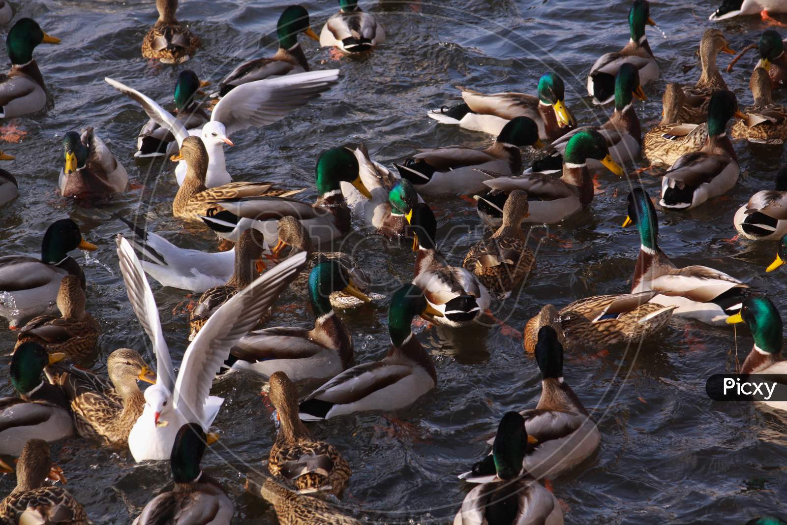 Winter Feeding Frenzy With Ducks And Small Gulls