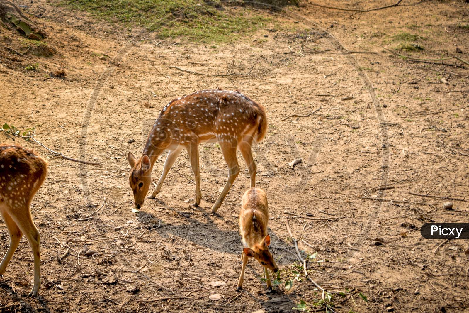 Spotted Deer (Chital)