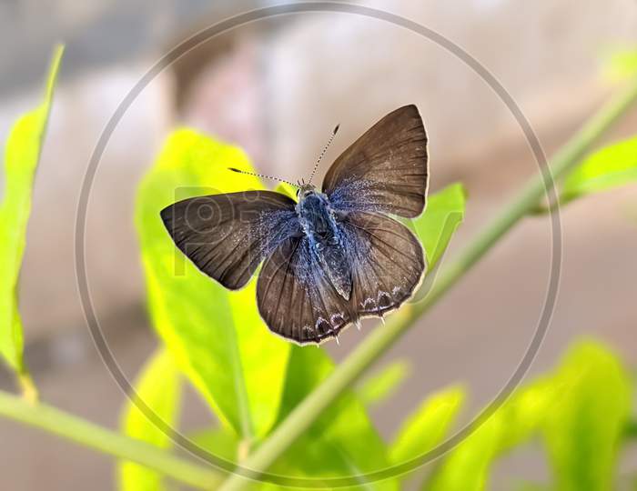 Anthene butterfly on leaf garden butterfly green leaves plant to sit butterfly