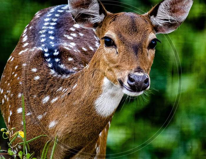 Beautiful deer seen at camera