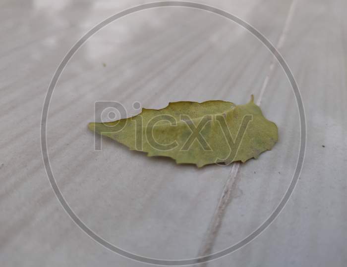 leaf on the floor