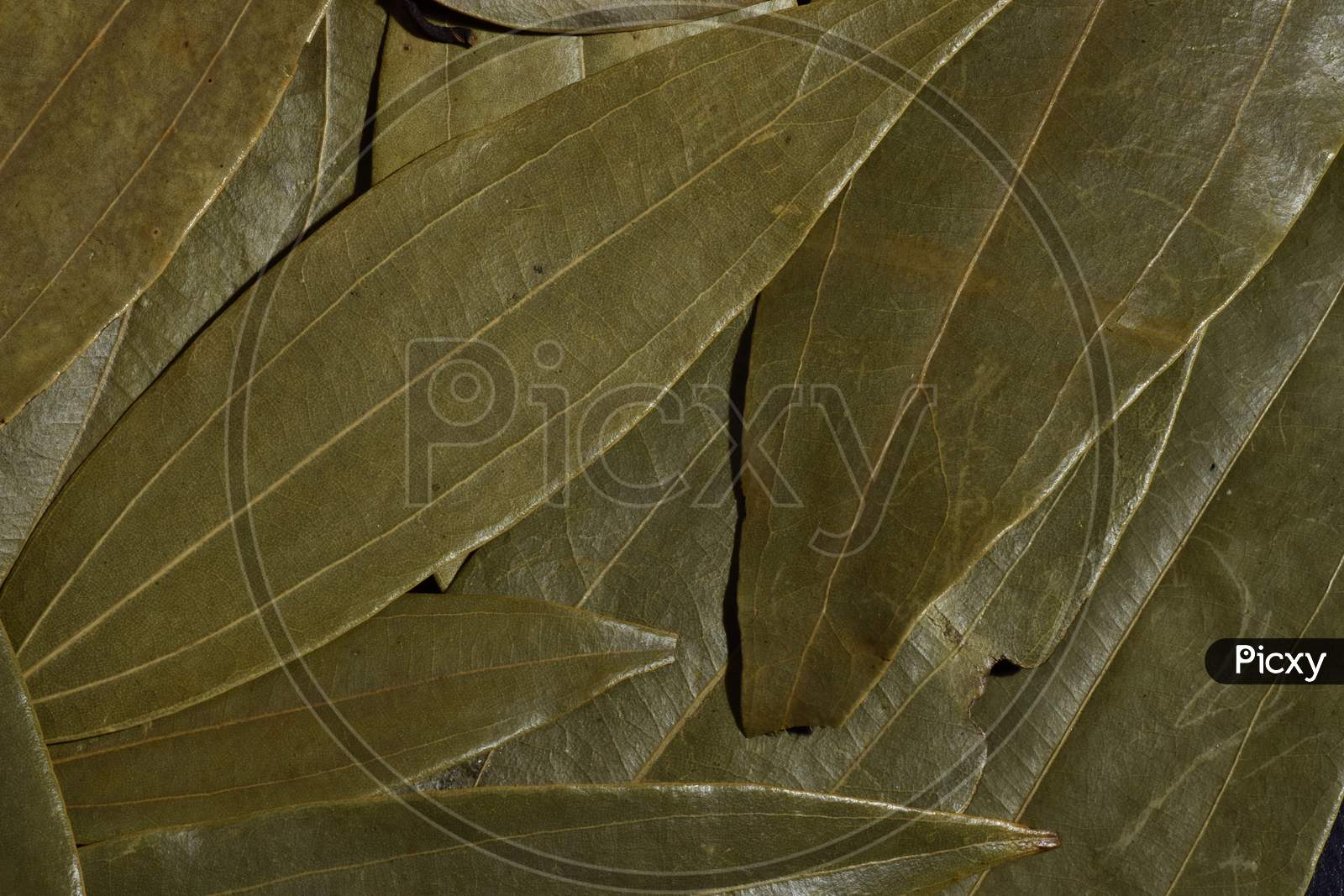 Bay leaf closeup photos . Indian spice