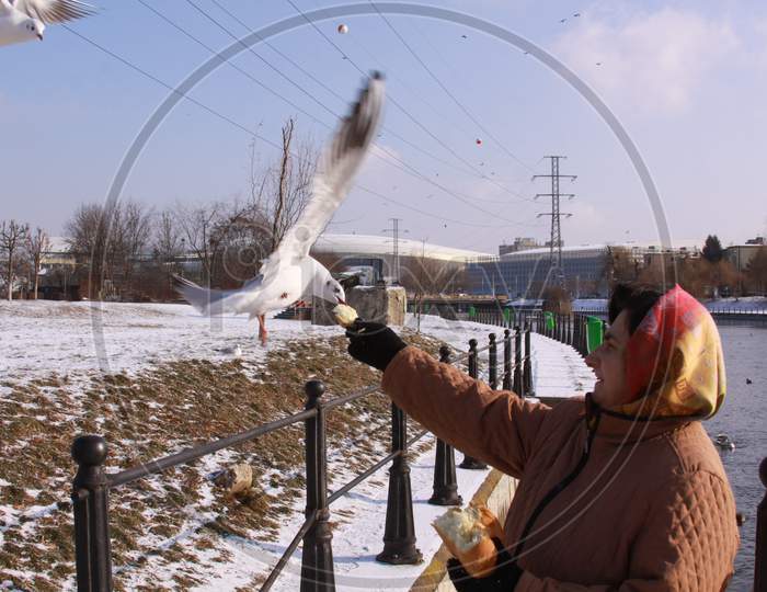Black-Headed Gulls Stealing Bread From Woman'S Hand