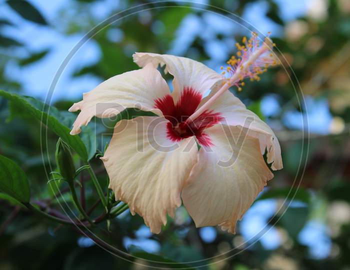 beautiful hibiscus flower stock Photography