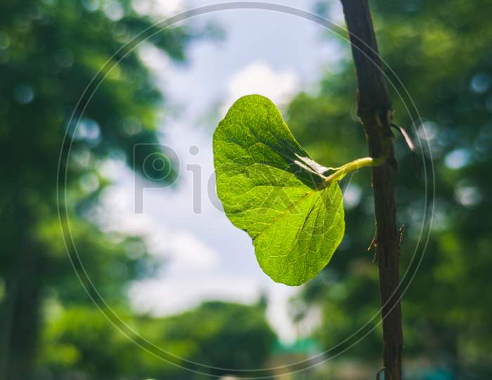 Close up of a Small leaf in hanging branch