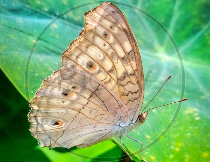 Butterfly,sitting on a large leaf