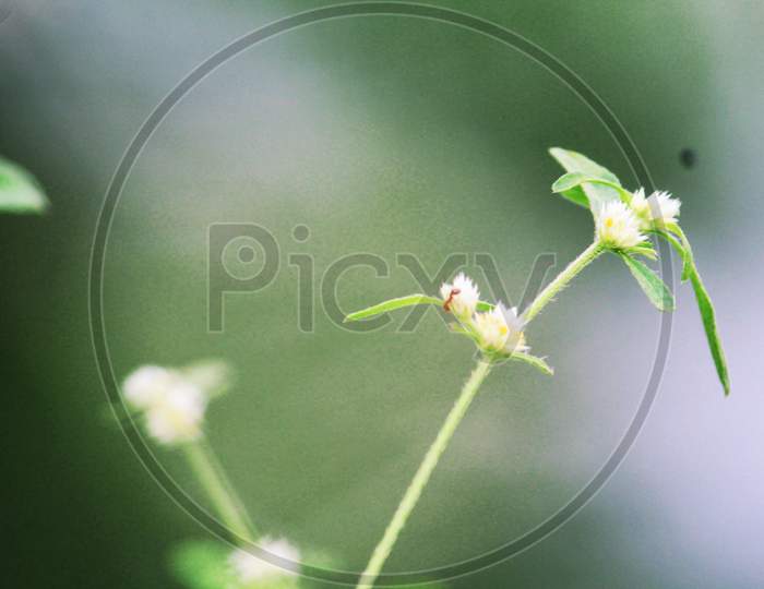 Tiny ant close-up shot