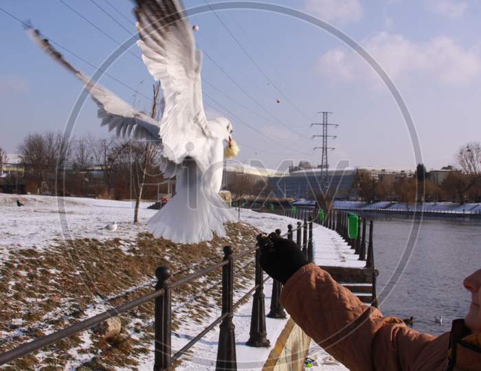 Woman Feeding Flying Gull From Hand In Winter