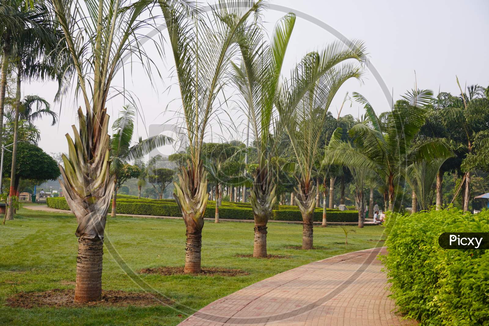 Path and Palm