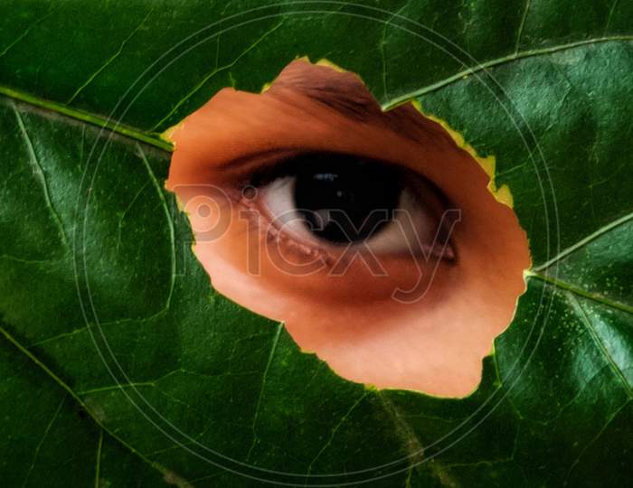 Eye behind the leaf