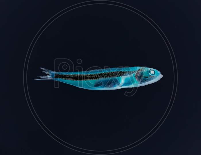 The Indian anchovy (Stolephorus indicus) fish, negative invert image
