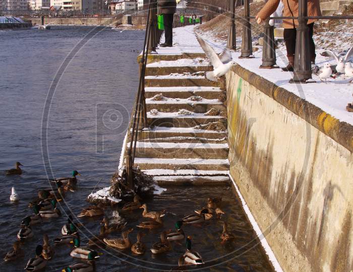 People Feeding Ducks On Somes River In Cluj City