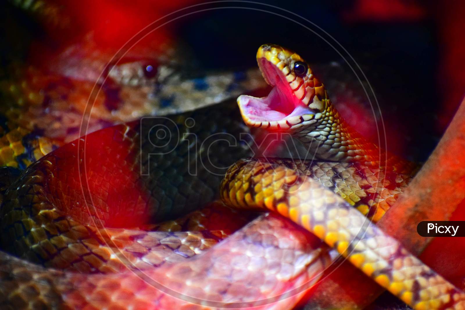 Coral snake open is mouth. My clicks