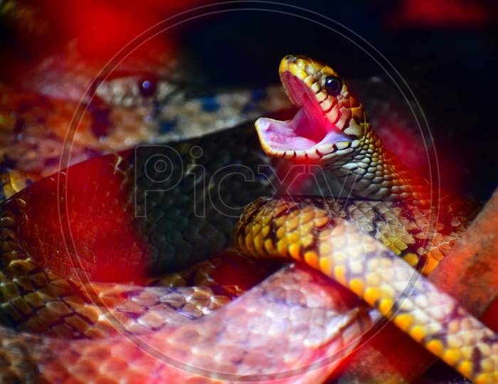 Coral snake open is mouth. My clicks