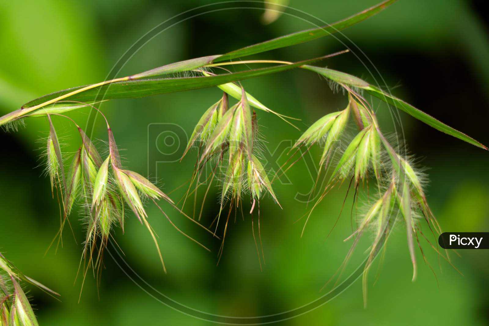 Beautiful Flowers Of A Wild Grass From Western Ghats