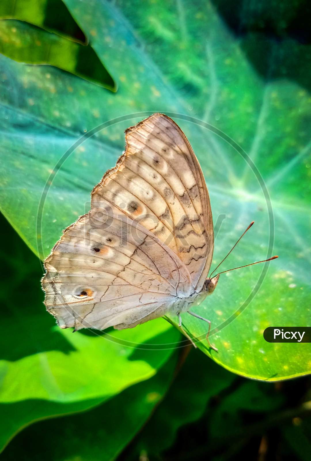 Butterfly,sitting on a large leaf