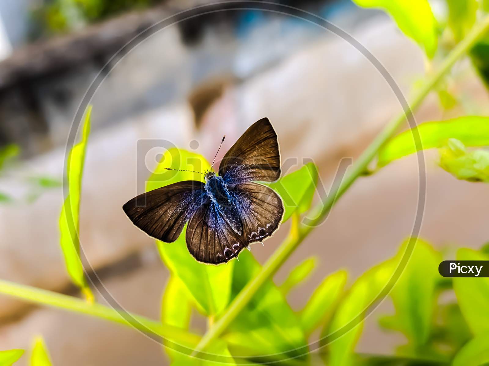 Anthene butterfly on leaf garden butterfly green leaves plant to sit butterfly