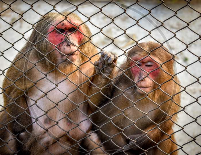 Indian Monkeys caged in Zoo